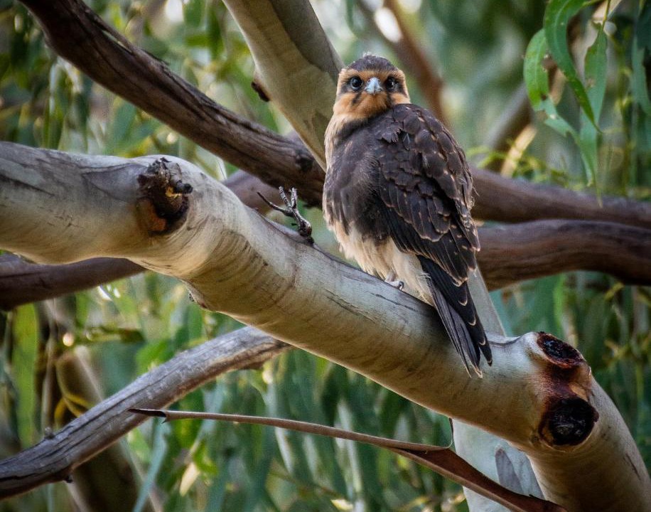 Photo of Others in Kingborough