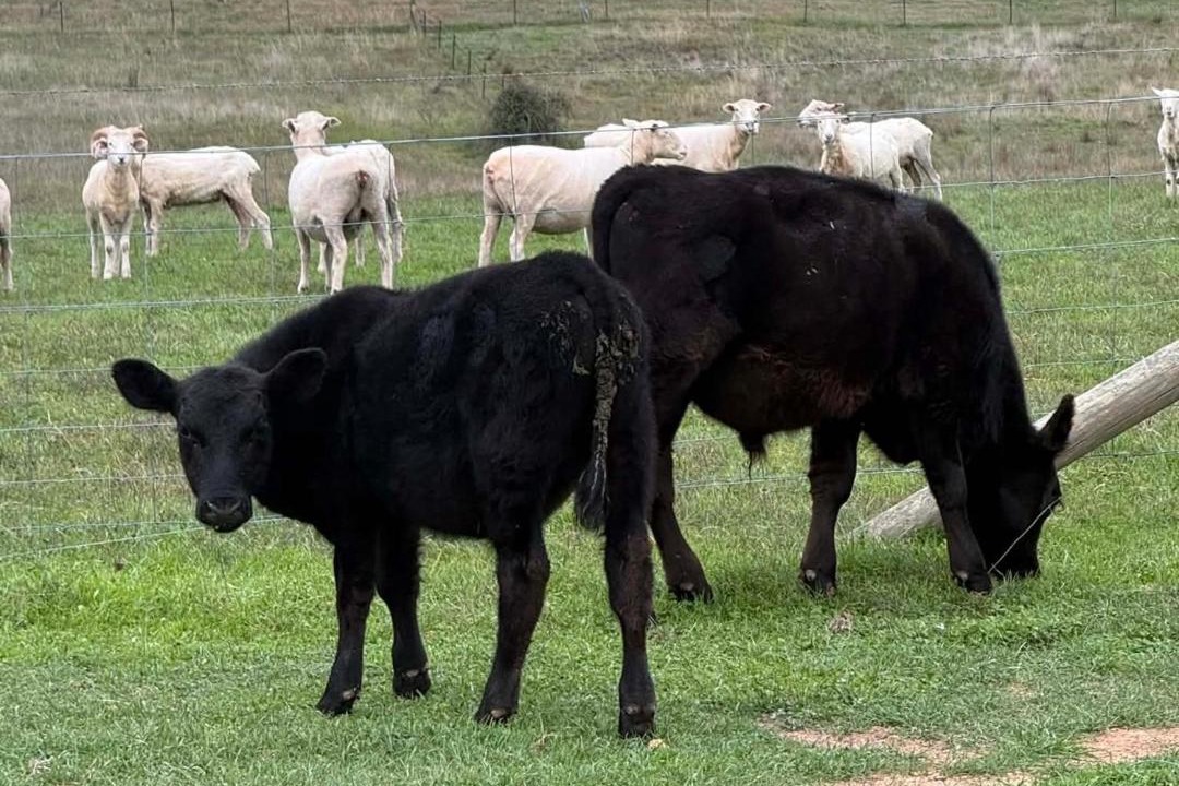 Photo of Others in Kingsdale