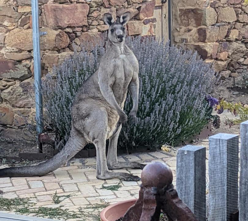 Photo of Others in Yandoit Hills