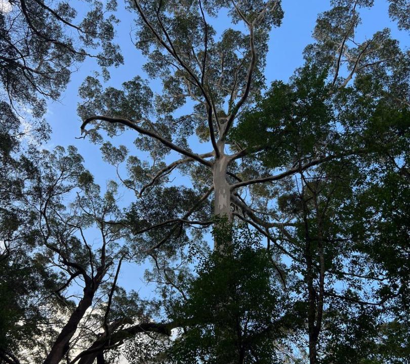 Photo of Outdoor in Nornalup