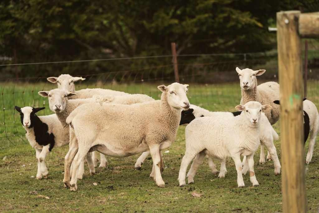 Photo of Others in Trawalla