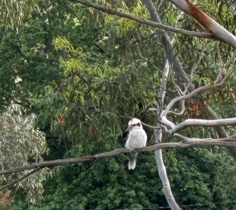 Photo of Others in Castlemaine