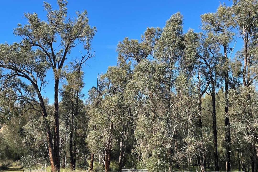 Photo of Others in Wooroloo