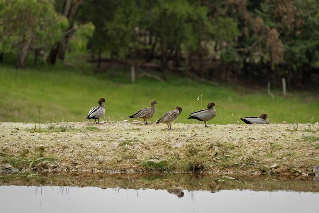 Photo of Others in Kangaroo Ground