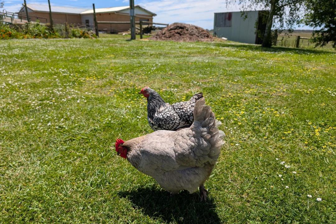 Photo of Others in Port Campbell