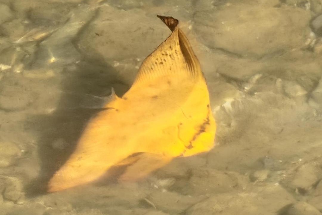 Photo of Others in Cape Tribulation