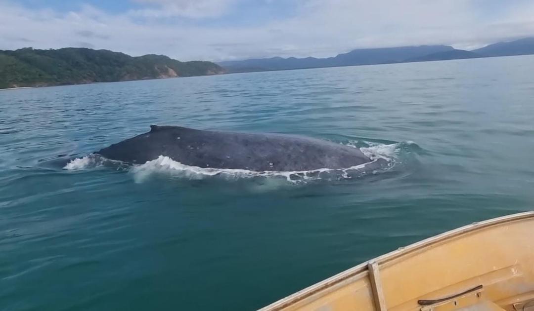 Photo of Others in Cape Tribulation