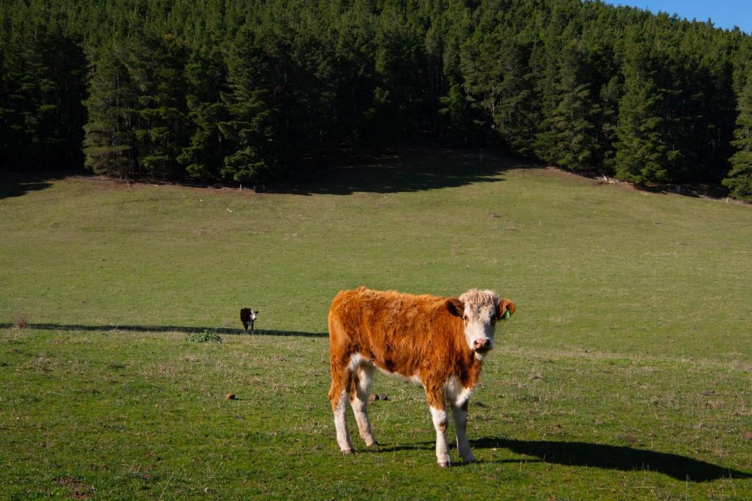 Photo of Others in Mount Franklin