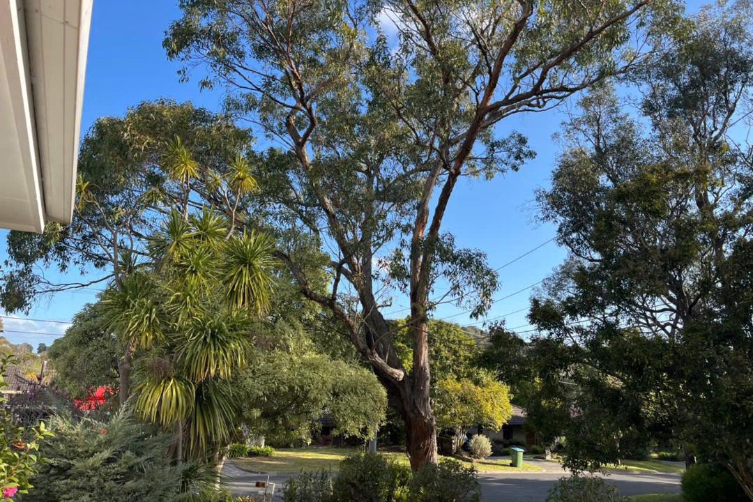 Photo of Others in Ringwood North