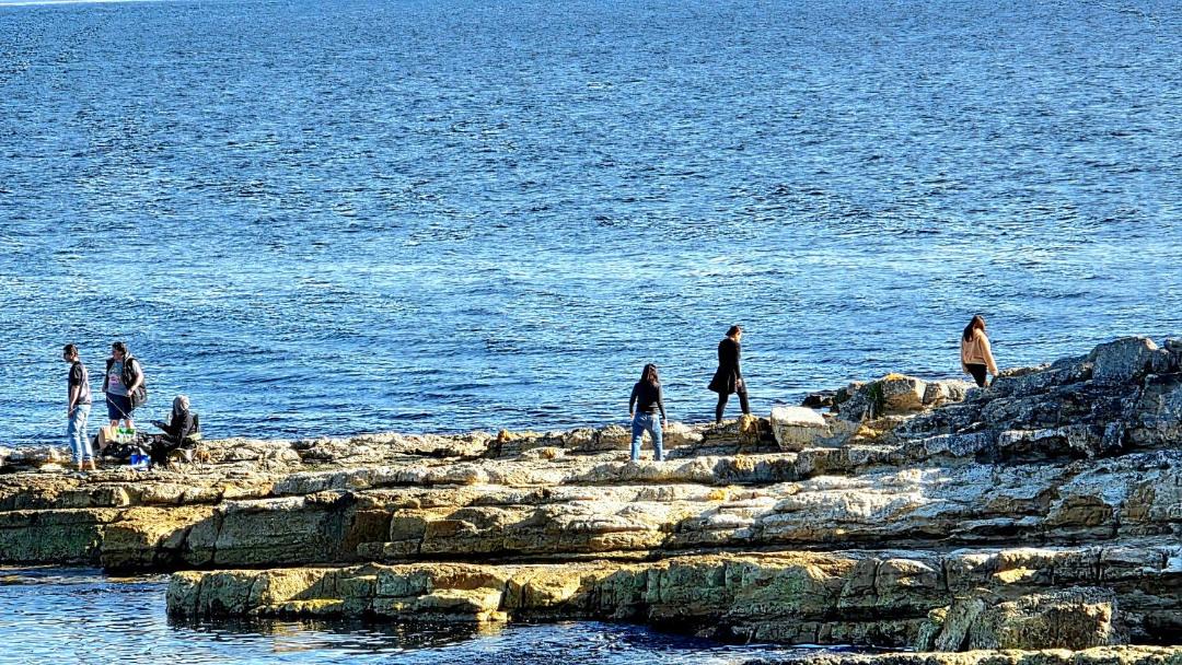 Photo of Others in South Arm