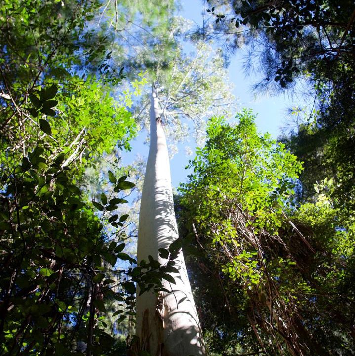 Photo of Others in Possum Brush