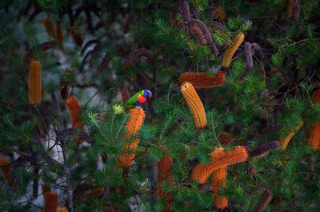 Photo of Others in Possum Brush