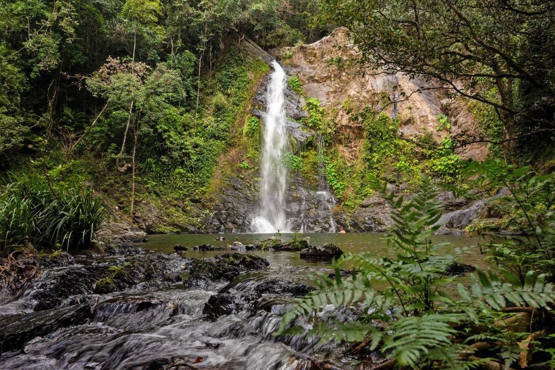 Photo of Others in Upper Daintree