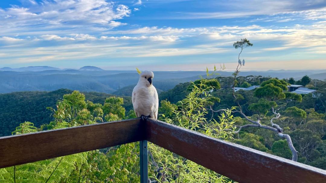 Photo of Others in Wentworth Falls