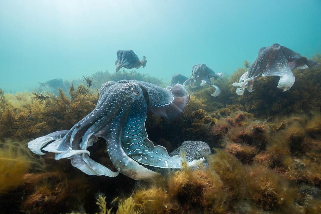 Photo of Others in Whyalla Norrie