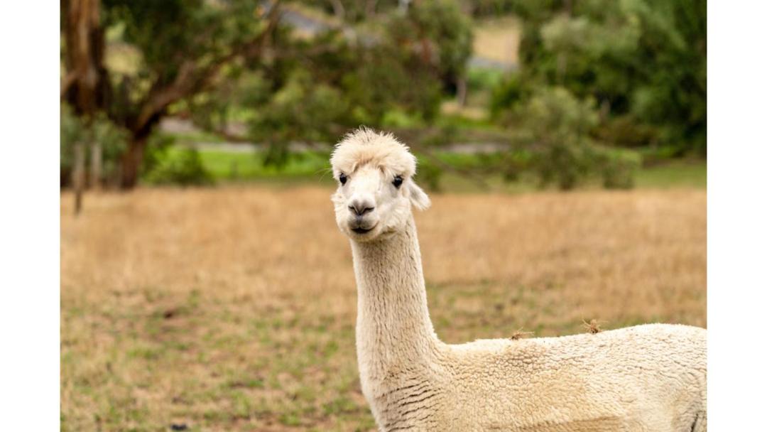 Photo of Others in Warragul South