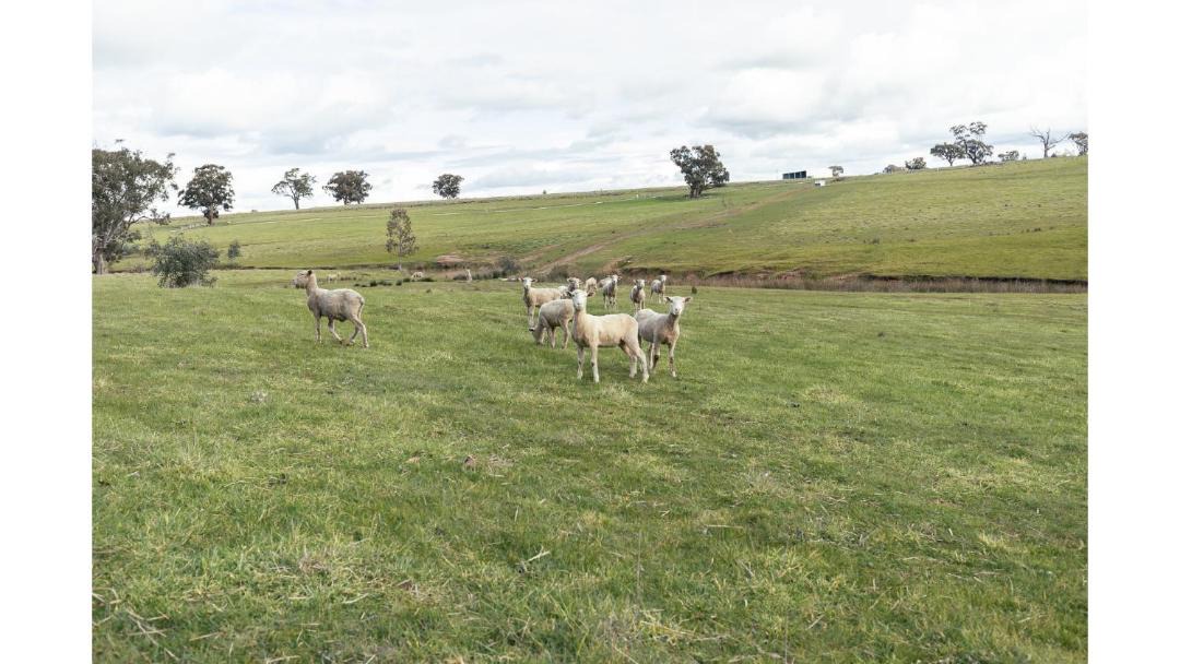 Photo of Others in Axedale