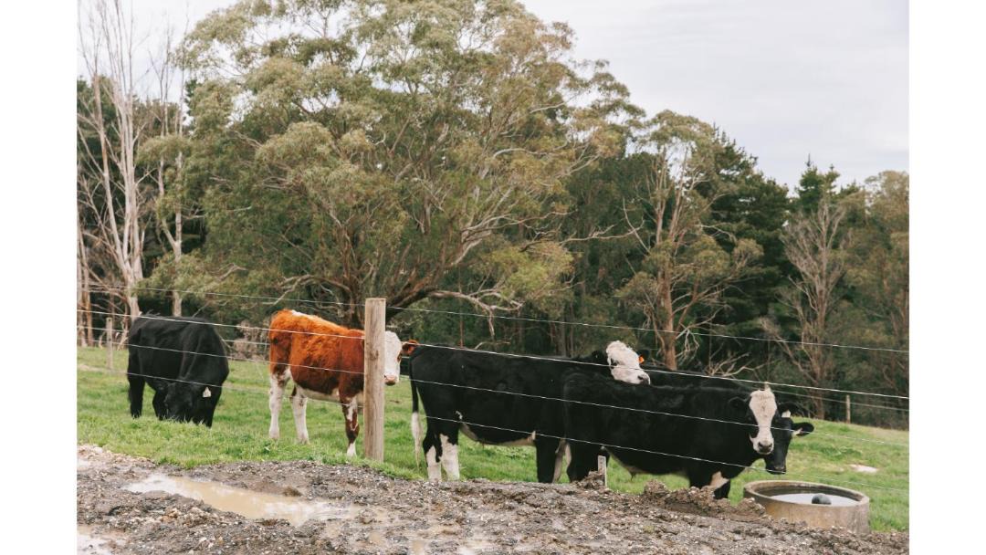 Photo of Others in Neerim South