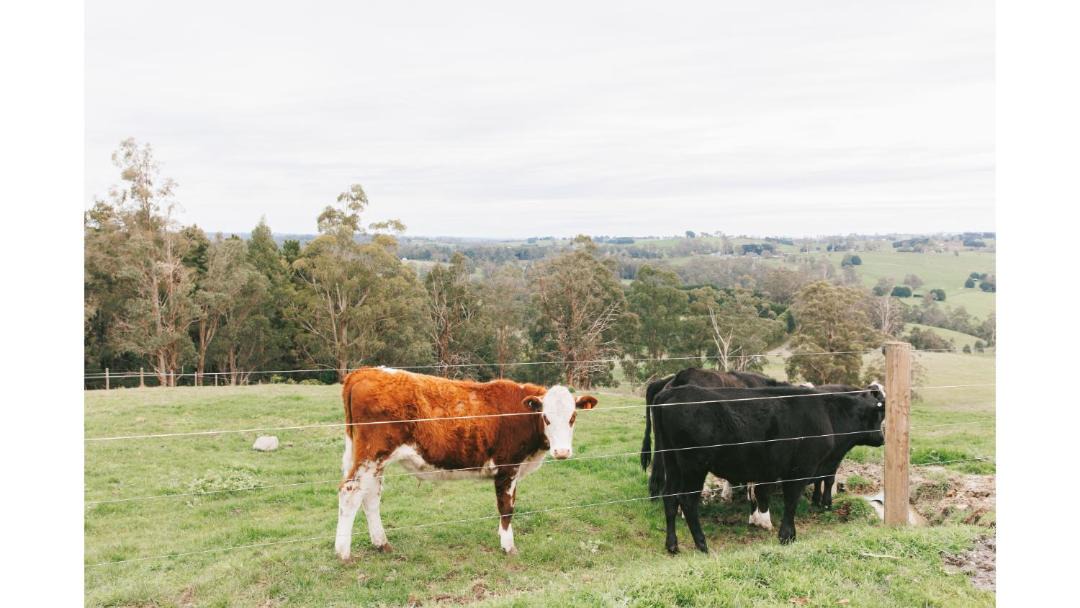 Photo of Others in Neerim South