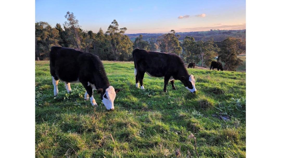 Photo of Others in Neerim South