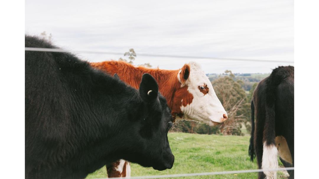 Photo of Others in Neerim South