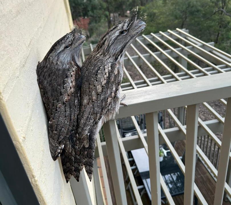 Photo of Patio Balcony in Pokolbin
