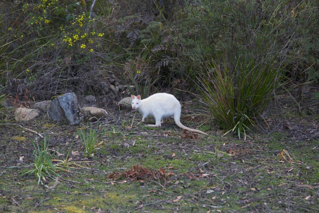 Photo of Others in South Bruny