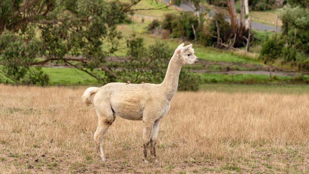 Photo of Others in Warragul South
