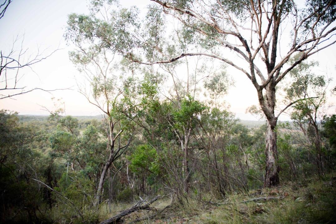 Photo of Others in Coonabarabran