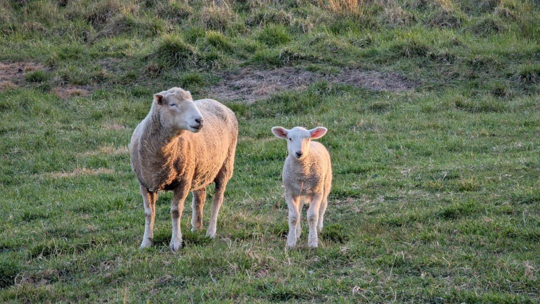 Photo of Others in Walcha
