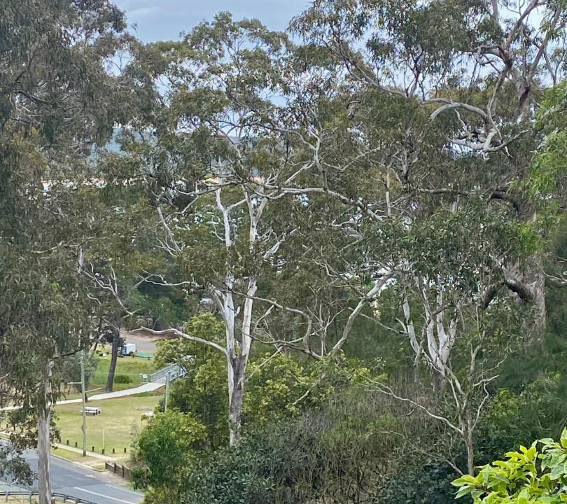 Photo of Others in Tathra