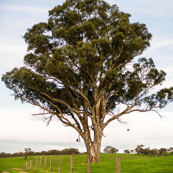 Photo of Others in Talunga