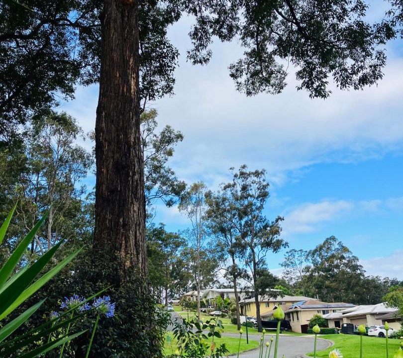 Photo of Others in Port Macquarie