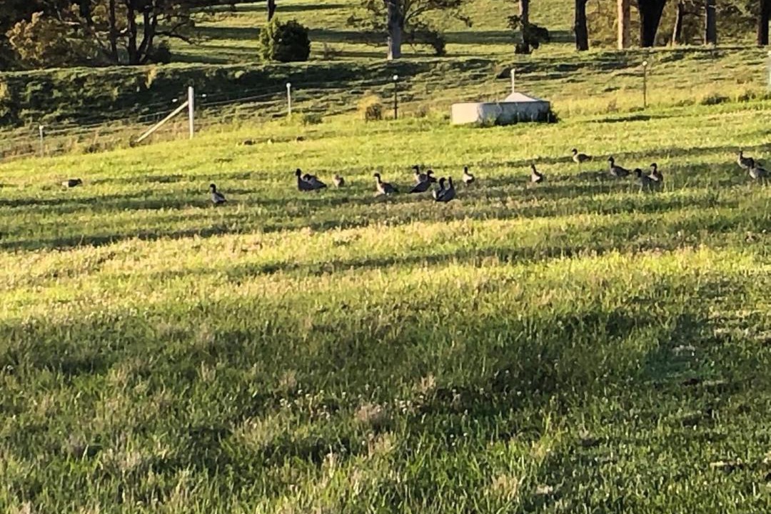 Photo of Others in Minimbah