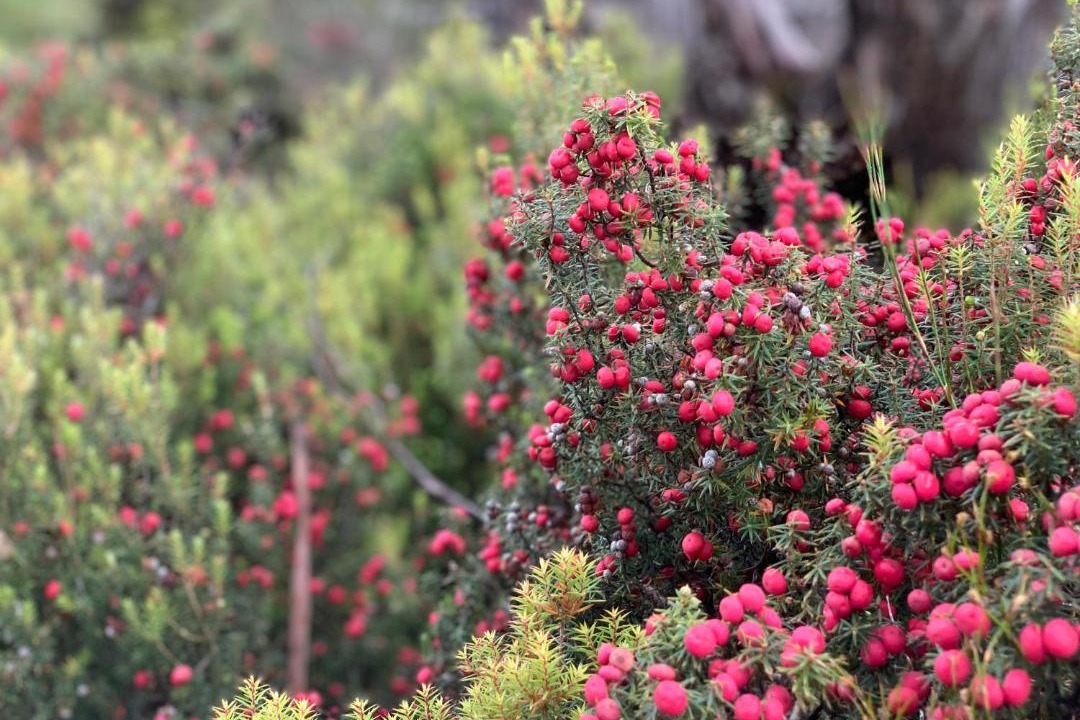 Photo of Others in Cradle Mountain