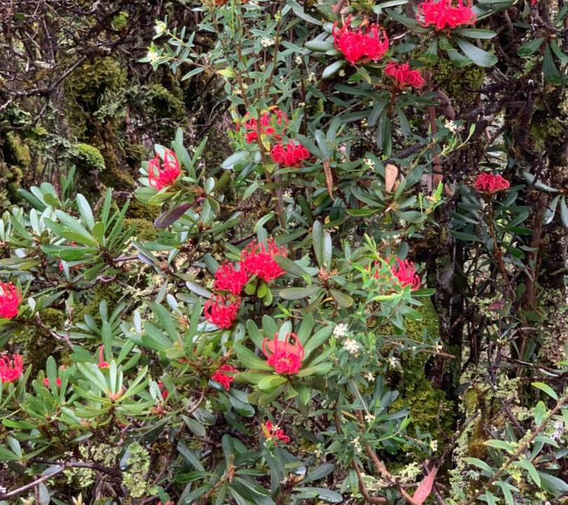 Photo of Others in Cradle Mountain