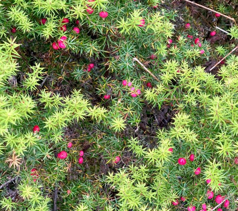 Photo of Others in Cradle Mountain