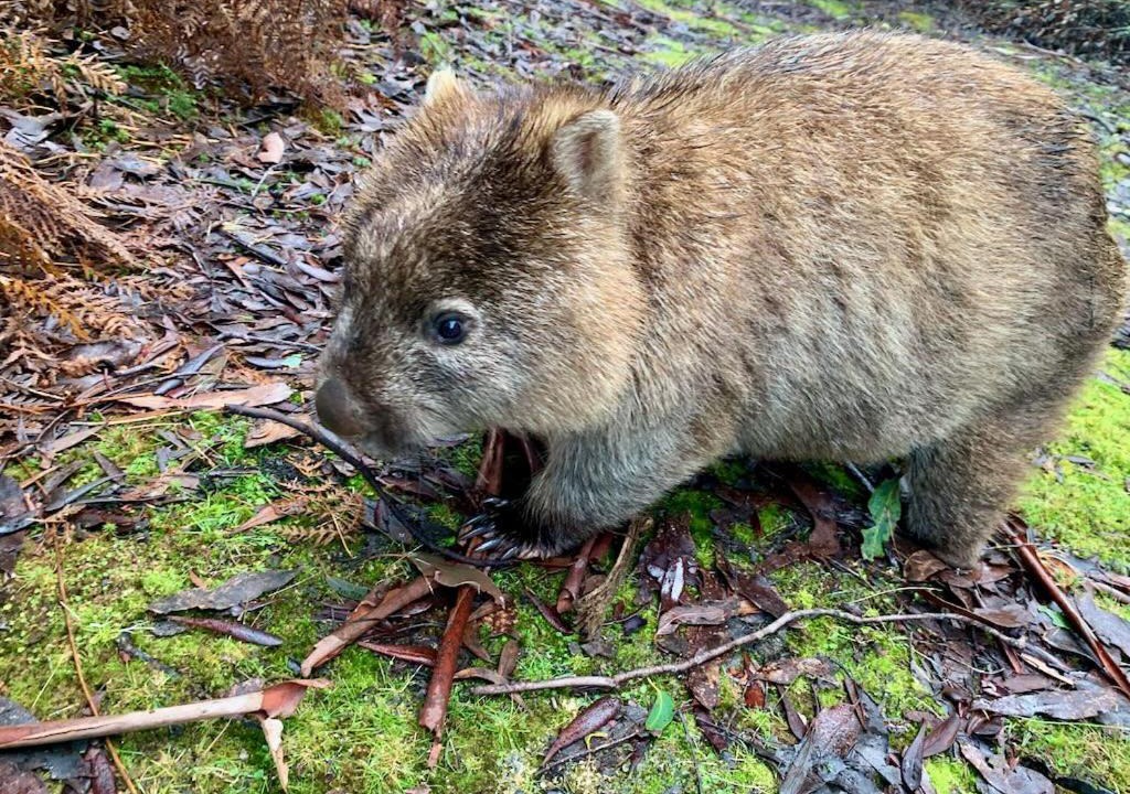 Photo of Others in Cradle Mountain