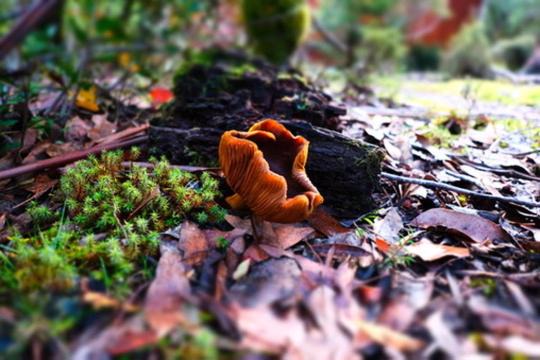 Photo of Others in Cradle Mountain