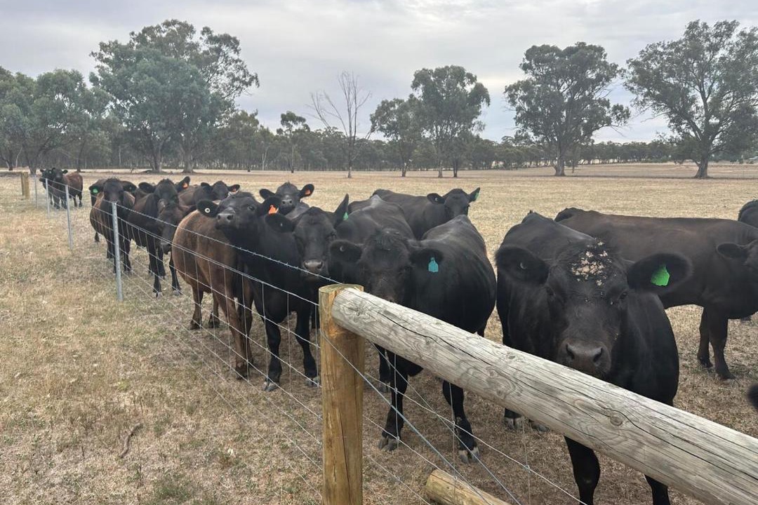 Photo of Others in Goornong
