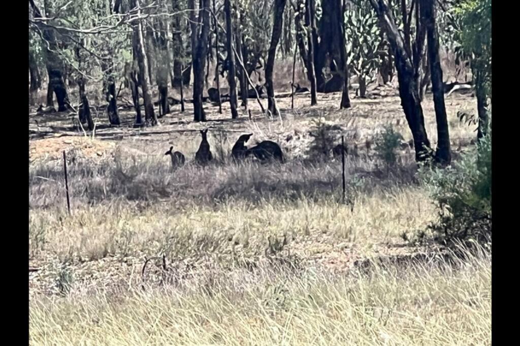 Photo of Others in Dubbo