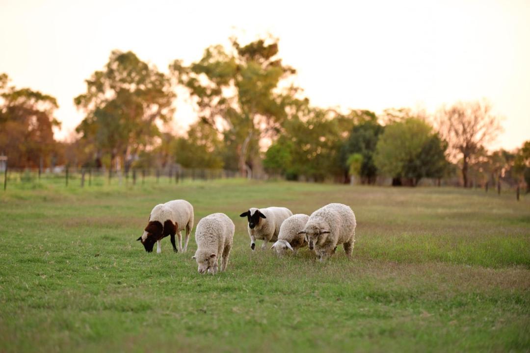 Photo of Others in Barmera