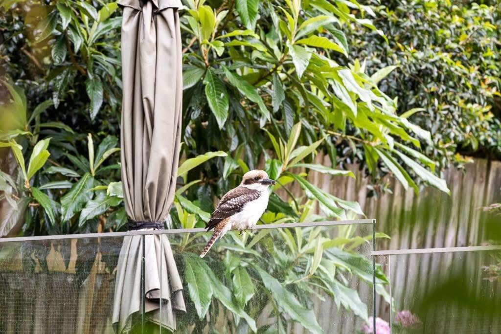 Photo of Others in Pymble