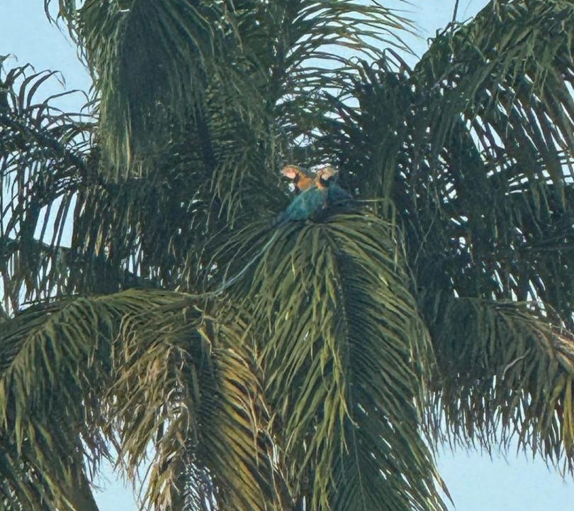 Photo of Others in Cayenne