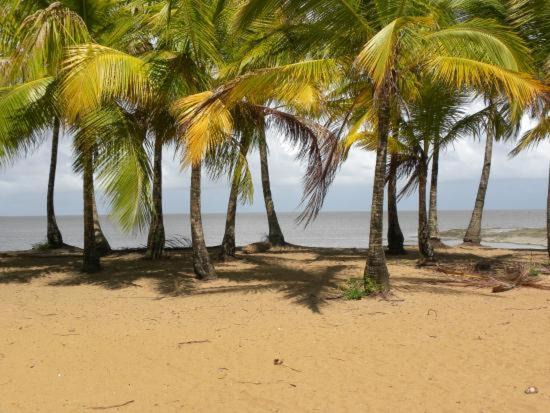 Photo of Others in Cayenne
