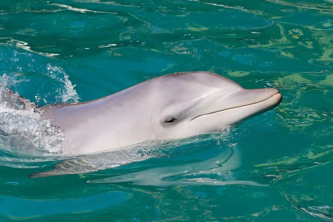 Photo of Others in Shoal Bay