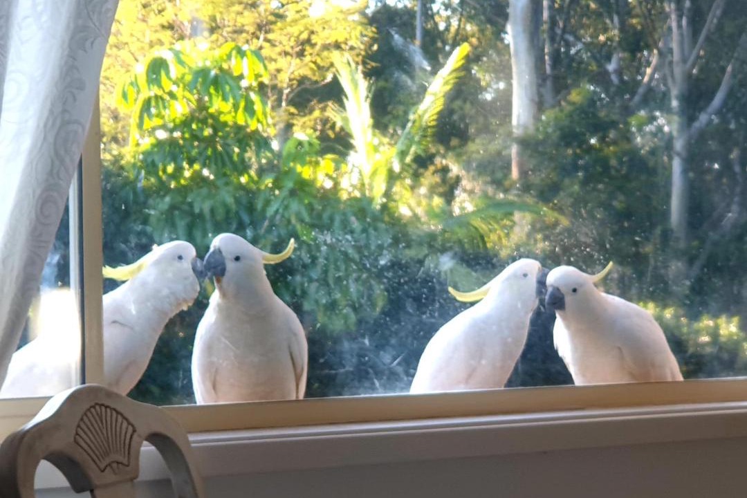 Photo of Others in West Pennant Hills