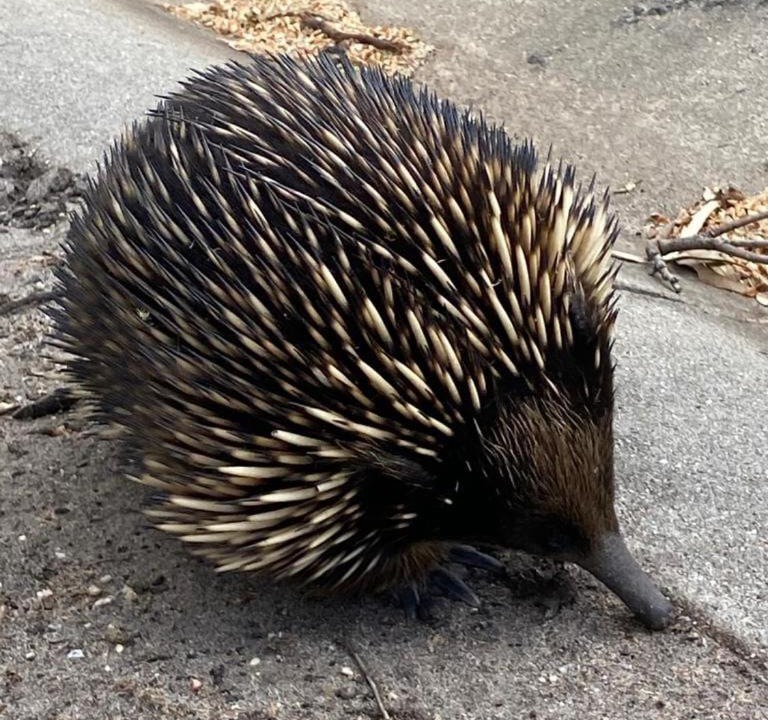 Photo of Others in Donvale