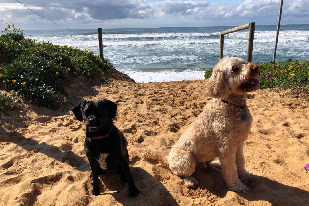 Photo of Others in North Avoca