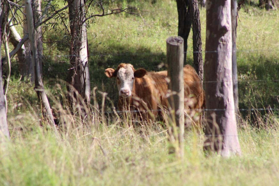 Photo of Others in Pokolbin